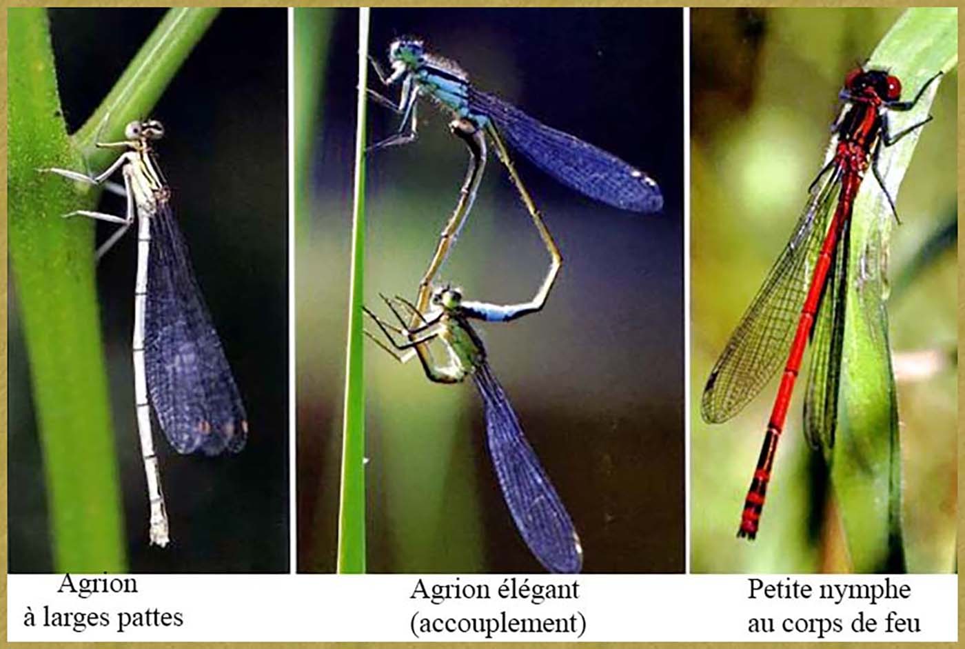 Agrion – Petite Nymphe - 